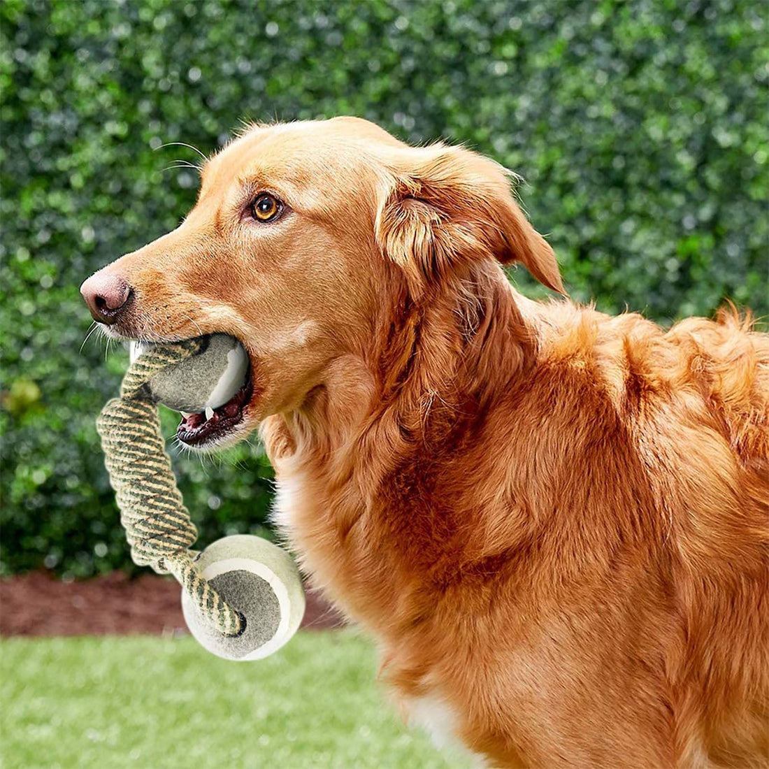 "Interactive Cotton Rope Toys for Small-Large Dogs