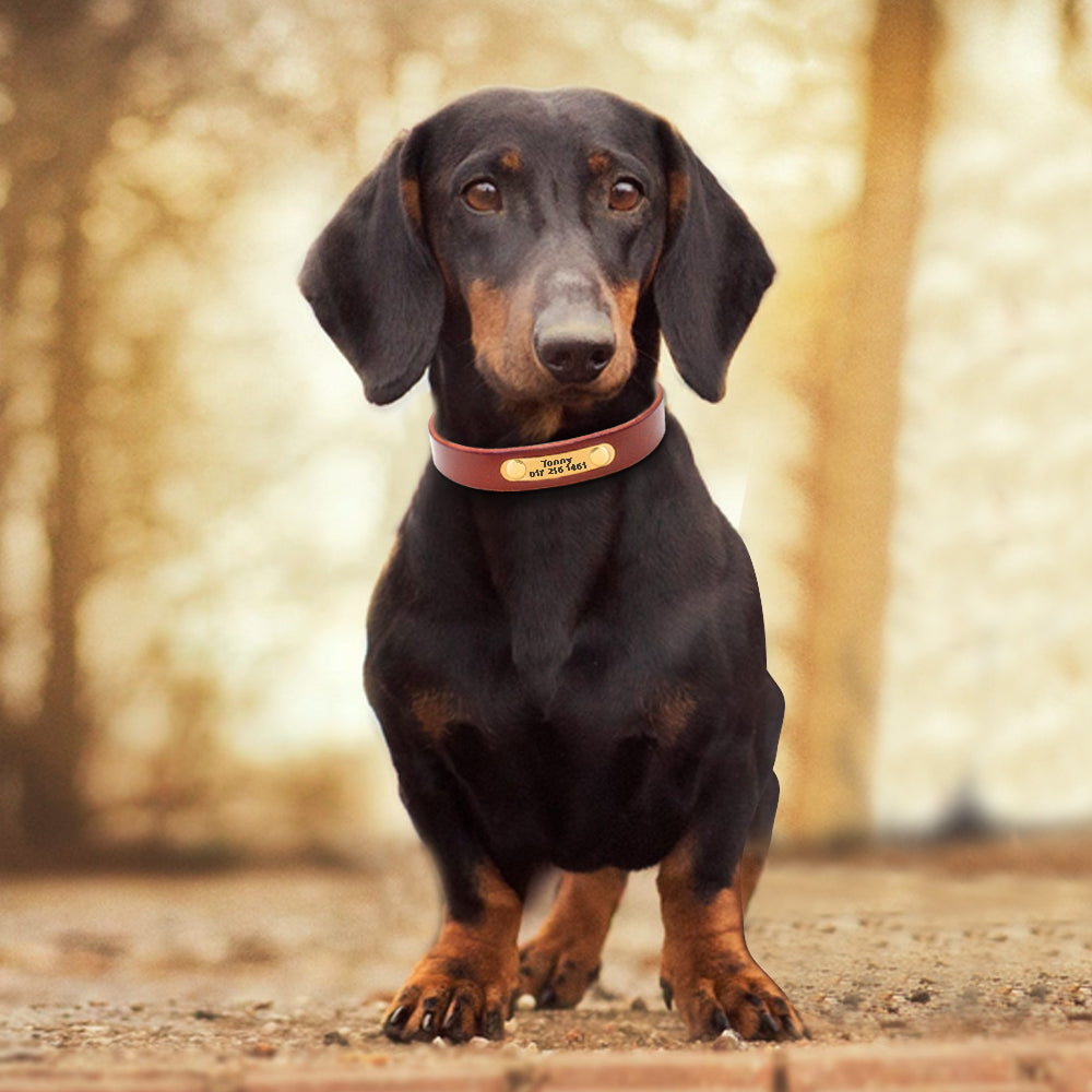 Customized Dog Collar
