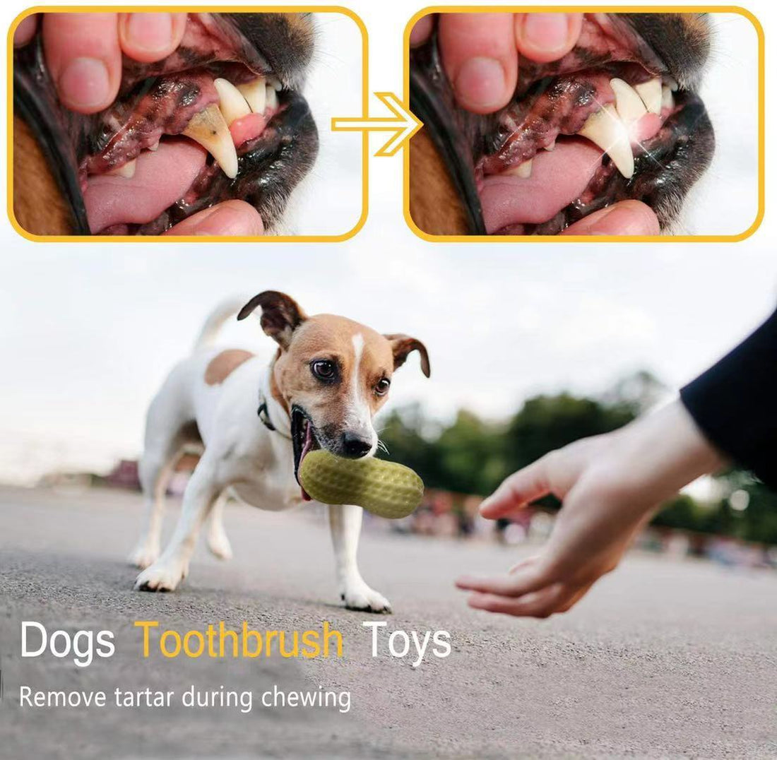 "Hilarious Squeaky Fun for Your Pet: Bite-Resistant Rubber Peanut Toy, Ideal for Small to Medium Dogs