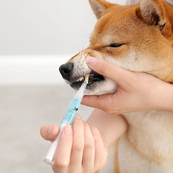 Pet Teeth Cleaning & Repairing Kit For Dog & Cat