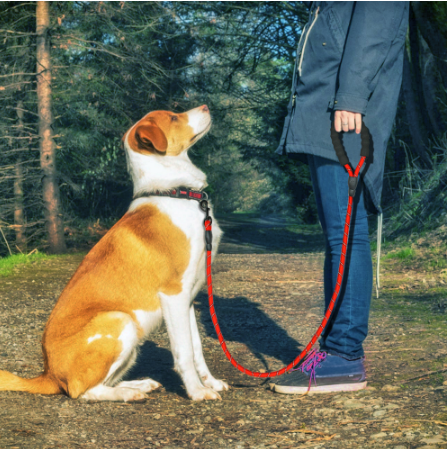 Stay Visible and in Control: Reflective Nylon Dog Leash Rope for Small, Medium, and Large Dogs