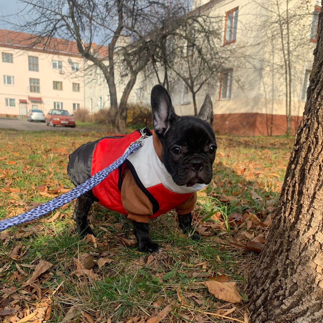 New Pet Clothes Puppy Outfit Vest Warm Dog Clothes For Small Dogs Winter Windproof Pets Dog Jacket Coat Padded Chihuahua Apparel