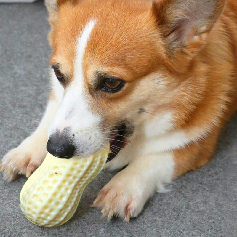 "Hilarious Squeaky Fun for Your Pet: Bite-Resistant Rubber Peanut Toy, Ideal for Small to Medium Dogs